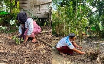 Pohon Agustus 1
