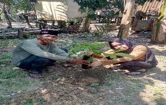 Pohon Agustus 12