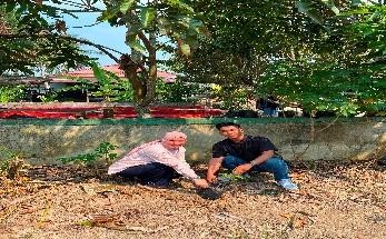 Pohon Agustus 16
