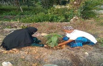 Pohon Agustus 17