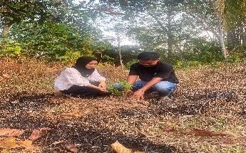 Pohon Agustus 20