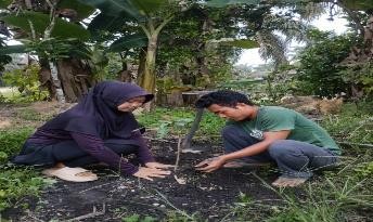 Pohon Agustus 4