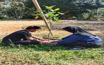 Pohon Agustus 5