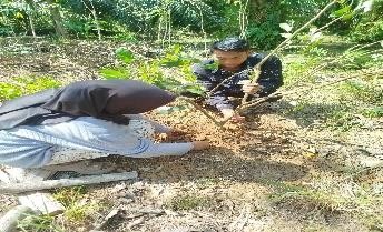 Pohon Agustus 6