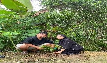Pohon Januari 2