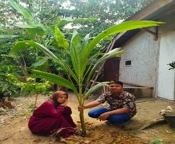 Pohon Juli 11