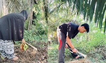 Pohon Juli 12