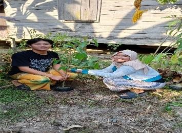 Pohon Juli 20