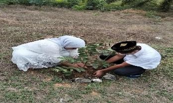 Pohon Juli 22