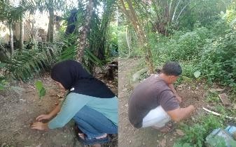 Pohon Juli 4