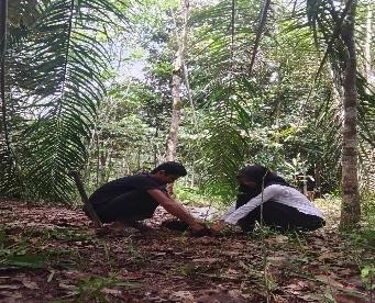 Pohon Juli 6