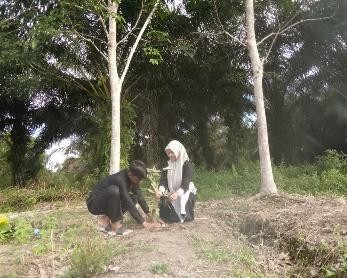 Pohon Juni 13