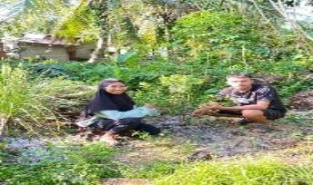 Pohon Juni 33