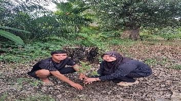 Pohon Juni 34