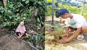Pohon Juni 43