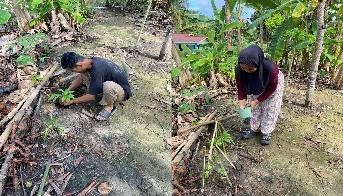 Pohon Juni 55