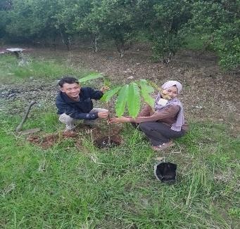 Pohon Juni 56