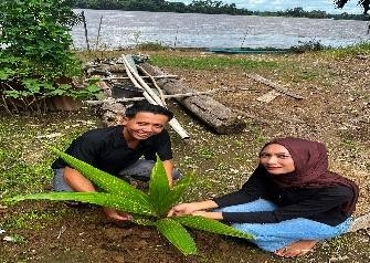 Pohon Juni 65