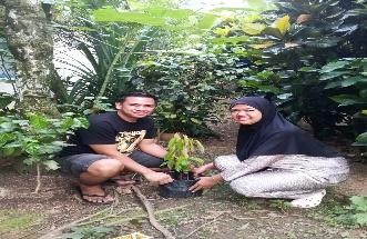 Pohon Juni 77