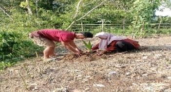 Pohon Maret 1
