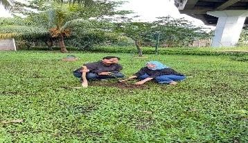 Pohon Maret 2