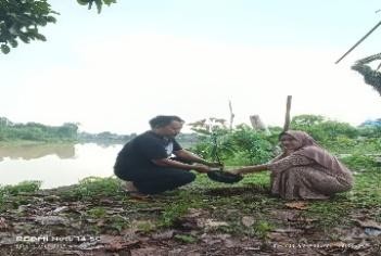 Pohon Maret 6