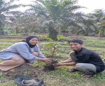 Pohon Mei 12