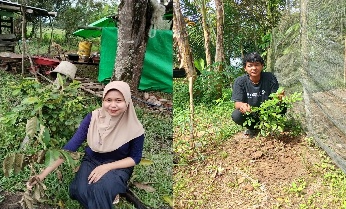 Pohon Mei 17