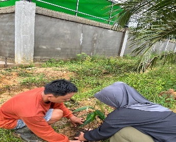 Pohon Mei 18