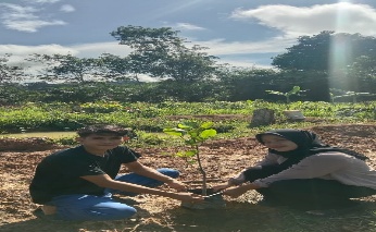 Pohon Mei 2