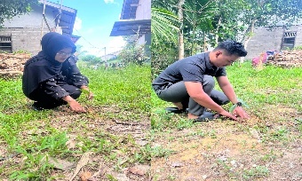Pohon Mei 20