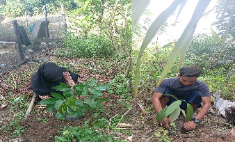 Pohon Mei 22
