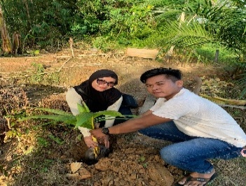 Pohon Mei 24