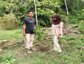Pohon Mei 25