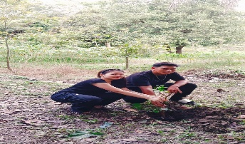 Pohon Mei 31