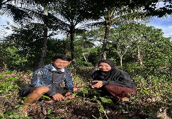 Pohon Mei 33