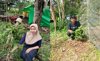 Pohon Mei 6