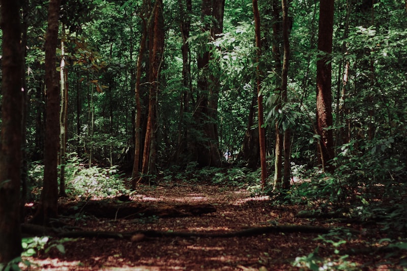 Pohon Tengkawang